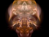 Glass Seagulls by jswgpb, Abstract->Fractal gallery