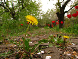 Dandelion by KarolinaNik, Photography->Flowers gallery