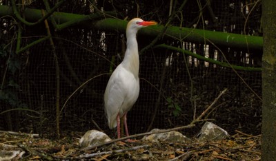 Click here to view at full resolution.