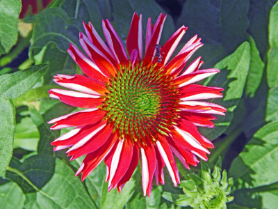Click here to view at full resolution.