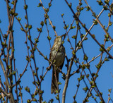 Meanwhile, Out in the Sticks by Pistos, photography->birds gallery