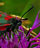 Alien by biffobear, photography->butterflies gallery