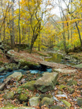 Path along Hurricane Creek by Pistos, photography->landscape gallery