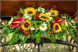 Gig Foofies 141 by corngrowth, photography->flowers gallery
