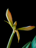 Amaryllis Flower Bud by Pistos, photography->flowers gallery