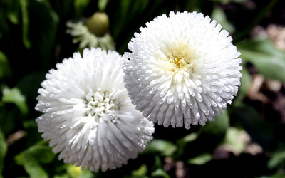 Click here to view at full resolution.