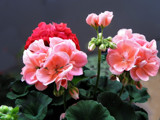 Geraniums by Ramad, photography->flowers gallery