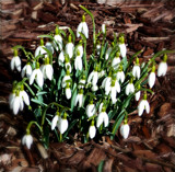 Snowdrops by trixxie17, photography->flowers gallery