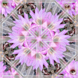 Stop Echinopsis by Flmngseabass, photography->manipulation gallery