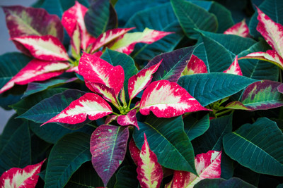 Click here to view at full resolution.