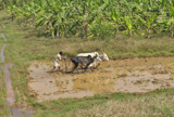 Plouging Paddy Fields by prashanth, Photography->Action or Motion gallery