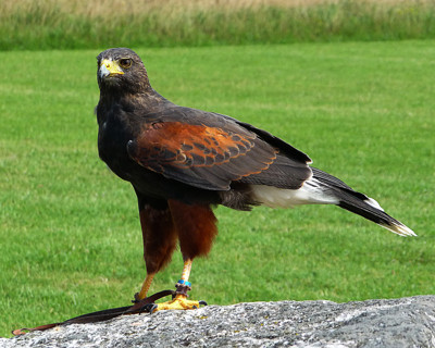 Click here to view at full resolution.