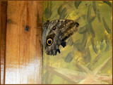 I've got my eye on you. by ronsaunders47, Photography->Butterflies gallery