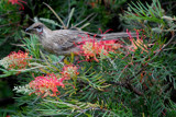 Wattle Bird by flanno2610, photography->birds gallery