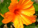Hibiscus by sunny184, photography->flowers gallery