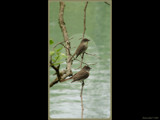 Home Tweet Home by Hottrockin, Photography->Birds gallery