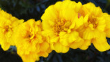 Marigolds by LynEve, photography->flowers gallery