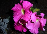 Petunia Pretty In Pink by LynEve, photography->flowers gallery