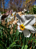 Daffodils by Pistos, photography->flowers gallery