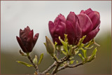 Red Magnolias by Ramad, photography->flowers gallery