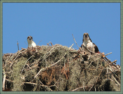 Click here to view at full resolution.