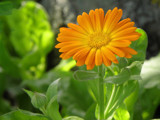 Calendula by Ramad, photography->flowers gallery