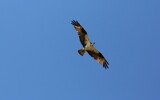 Osprey by Tomeast, photography->birds gallery