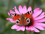 Peacock Butterfly (Inachis io L.) - Dagpauwoog by cameraatje, photography->butterflies gallery