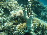 Little Fish in the Coral by dotslash, Photography->Underwater gallery