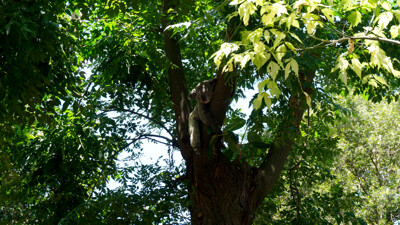 Click here to view at full resolution.