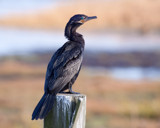 Not The First Bird To Land On This Post by PatAndre, photography->birds gallery