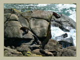 Fur Seals by LynEve, Photography->Animals gallery