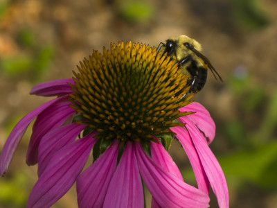Click here to view at full resolution.