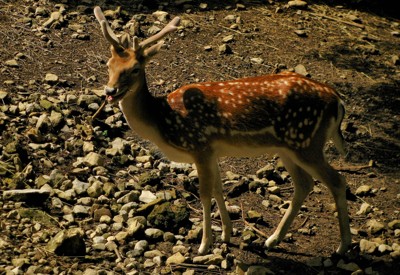 Click here to view at full resolution.