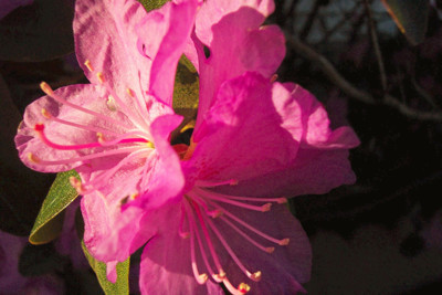Click here to view at full resolution.
