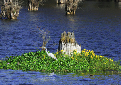 Click here to view at full resolution.