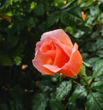 Rosebud by Pistos, photography->flowers gallery