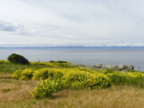 Yellow Lupins by Salishutter, photography->nature gallery