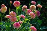 Dahlias in the Sun by Ramad, photography->flowers gallery