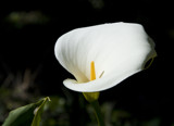 Calla Lilly by whttiger25, Photography->Flowers gallery