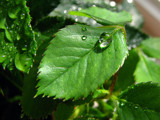 Water drop. by KarolinaNik, Photography->Macro gallery