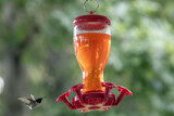 Hummingbird by gharwood, photography->birds gallery