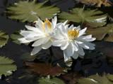 Water Bouquet by rahto, Photography->Flowers gallery