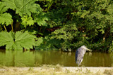Heron in Park by Ramad, photography->gardens gallery