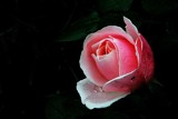 Pink rose and rain by elektronist, photography->flowers gallery