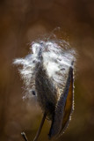 Milkweed Distribution Centers (3) by Pistos, photography->nature gallery