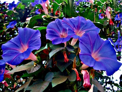 Click here to view at full resolution.