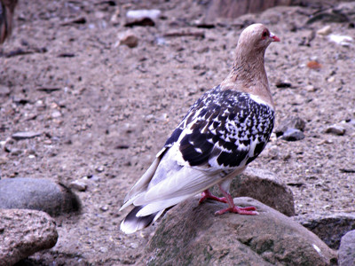 Click here to view at full resolution.