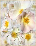 Wild Roses by LynEve, photography->flowers gallery