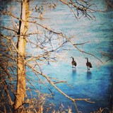 Skating Geese by Starglow, photography->birds gallery